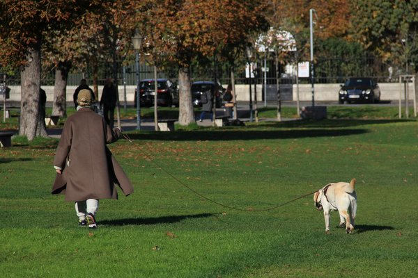 Comment intégrer un nouvel animal de compagnie dans une maison déjà occupée par un chat