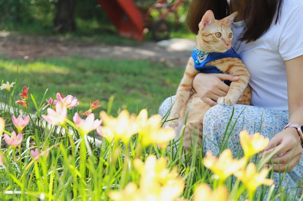 Choisissez le meilleur sac de transport pour votre chat aujourd'hui !